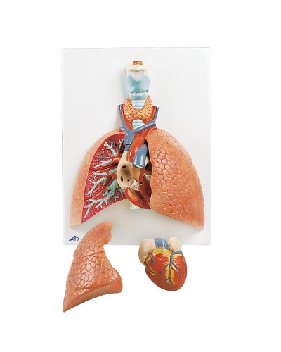 Lung Model with Larynx, 5 part